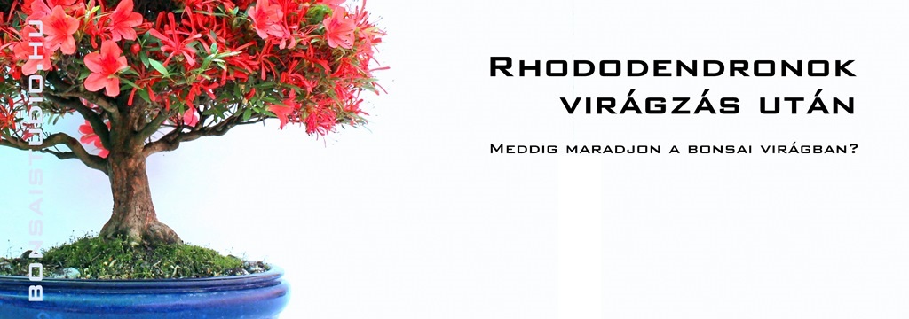 viragzo rhododendron bonsai gondozasa es alakitasa a marczika bonsai studioban